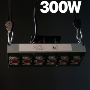 histo300